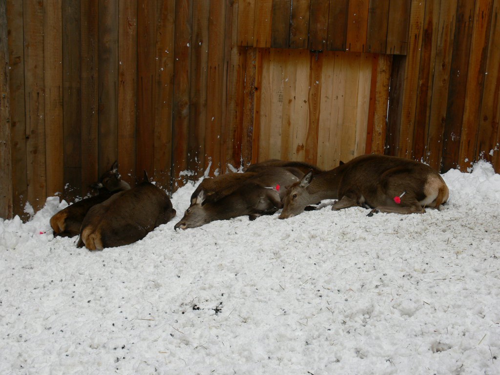 PASSIONE PER IL CERVO